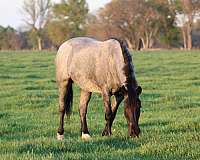 blue-roan-roan-draft-drum-for-sale
