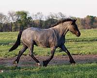 blue-roan-roan-draft-drum-horse
