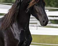 bling-friesian-horse