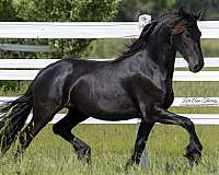 coming-two-year-old-friesian-horse