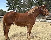 sorrel-belgian-draft-horse