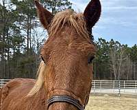 sorrel-draft-gelding