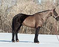 experienced-friesian-thoroughbred-horse