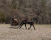 hunter-friesian-thoroughbred-horse