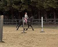 friesian-mare