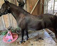 looking-for-filly