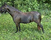 three-filly