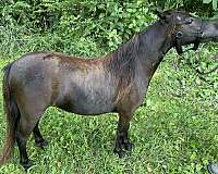 to-breed-filly