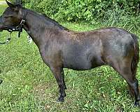 none-horse