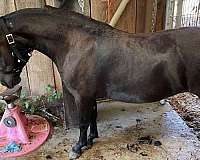 gentle-miniature-filly