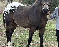 appaloosa-gelding