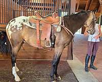 appaloosa-horse-for-sale