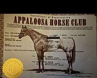 appaloosa-horse