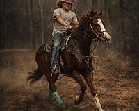 all-around-quarter-pony