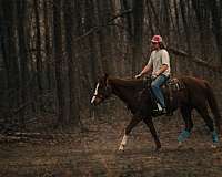 chestnut-wwwdoublecreekfarmnet-pony