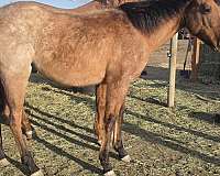 quarter-horse-for-sale