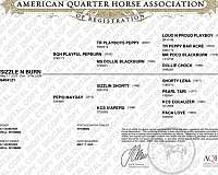 quarter-horse