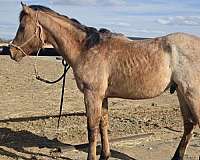 quarter-horse-colt