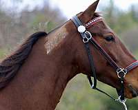 bay-none-horse