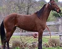 bay-standardbred-mare