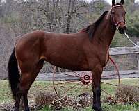 none-horse