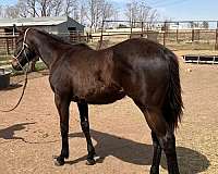 aaa-filly