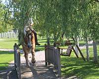 white-strip-mane-tail-horse