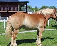 all-around-belgian-horse