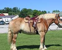 husband-safe-belgian-horse