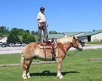 kid-safe-belgian-horse