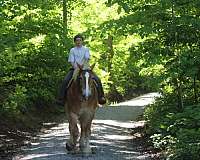mounted-patrol-belgian-horse