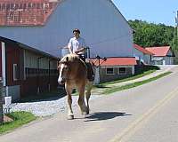 parade-belgian-horse