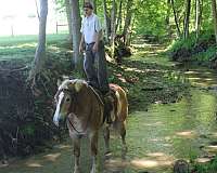 pleasure-driving-belgian-horse