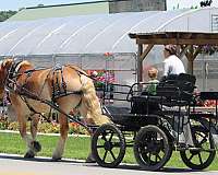 ridden-western-belgian-horse