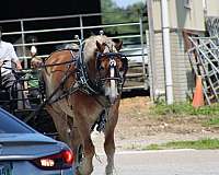 team-driving-belgian-horse