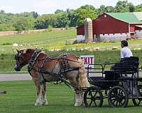 adult-belgian-horse