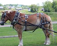 canter-belgian-horse