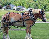 child-belgian-horse