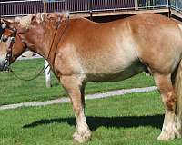 companion-belgian-horse
