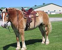 beginner-belgian-horse