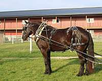 black-none-horse