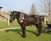 all-around-percheron-horse