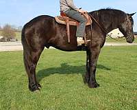 driving-percheron-horse
