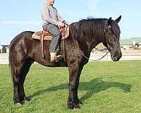 husband-safe-percheron-horse
