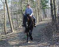 kid-safe-percheron-horse