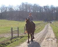 mounted-patrol-percheron-horse