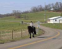 parade-percheron-horse