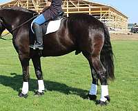 team-driving-percheron-horse