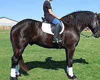 trail-percheron-horse