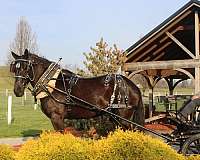 pleasure-driving-percheron-horse